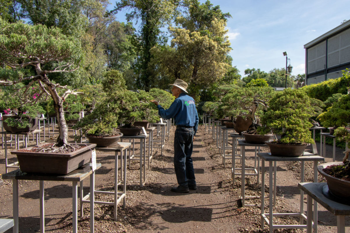 Museo de Arte Bonsái ‘John Naka’
