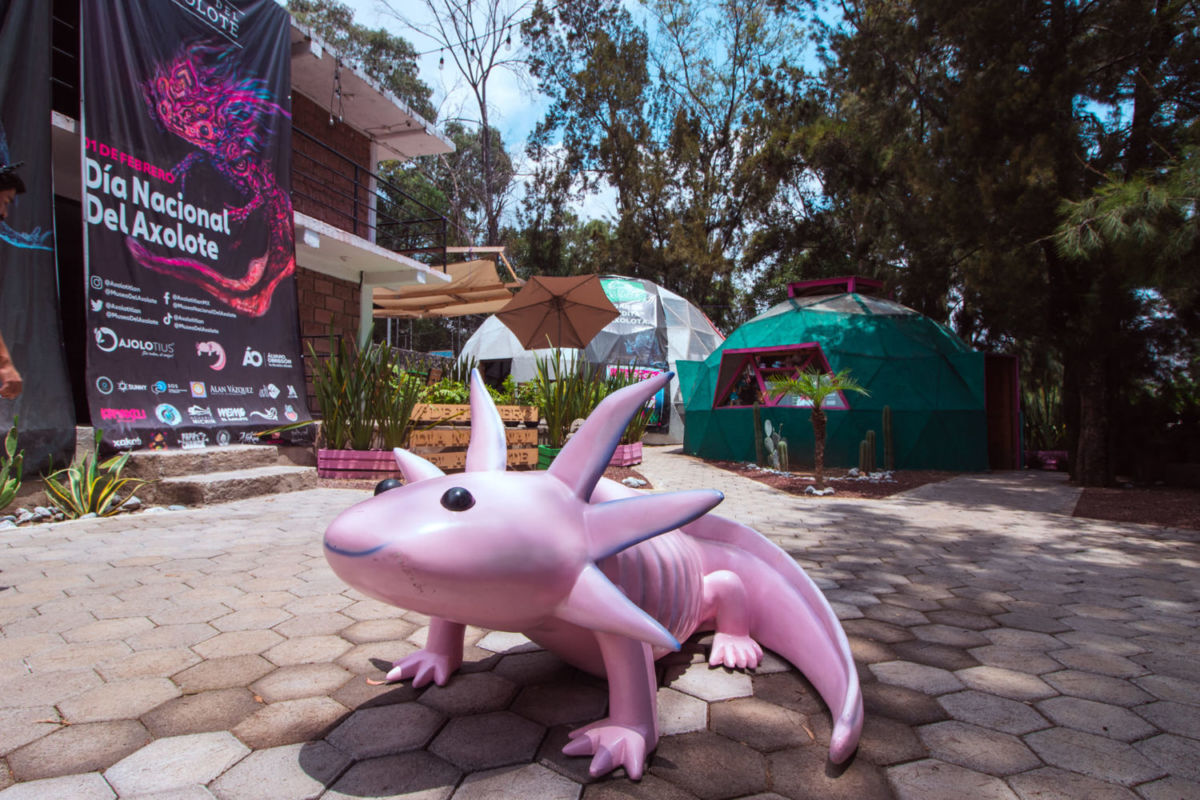Museo del Axolote en la CDMX