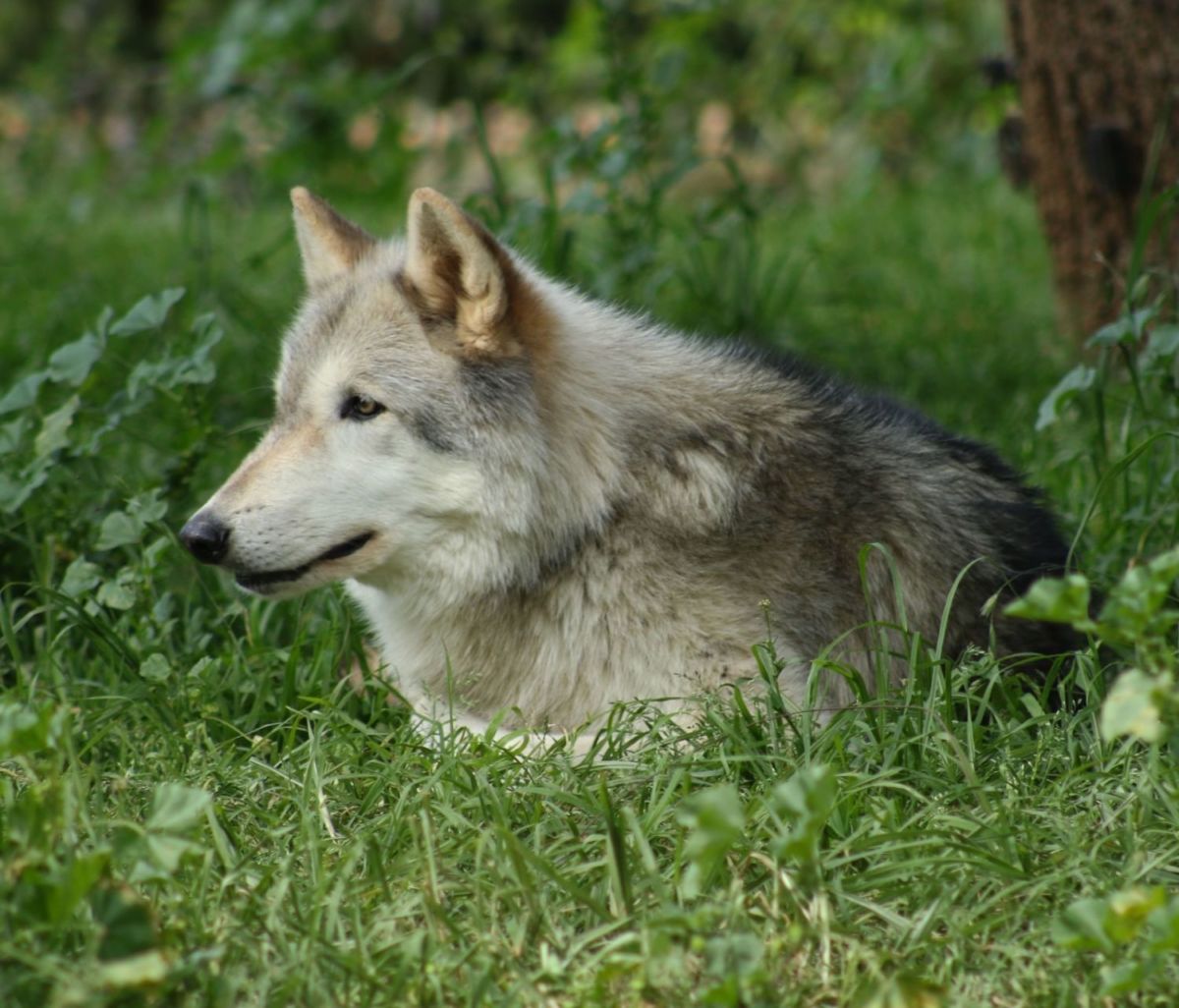 Centro de Conservación para el Lobo Gris Mexicano