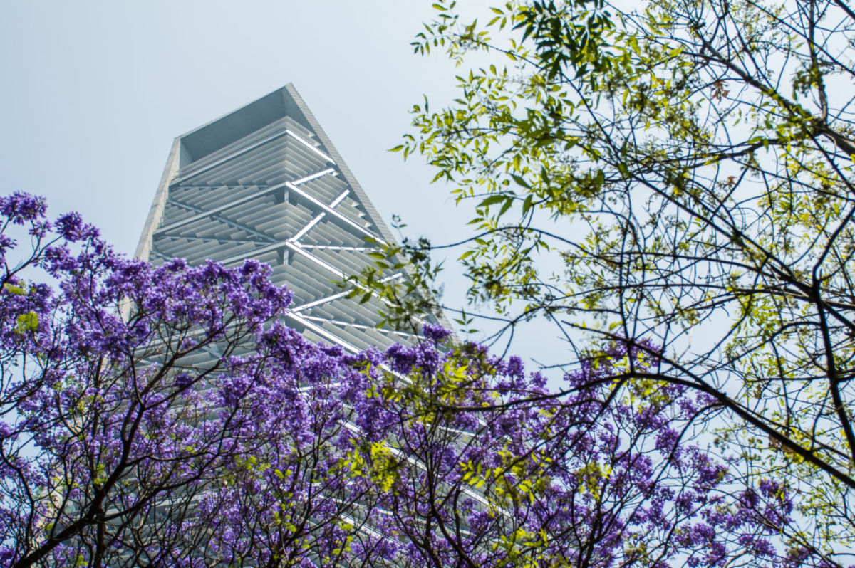 Las jacarandas pintan de lila las calles de la ciudad