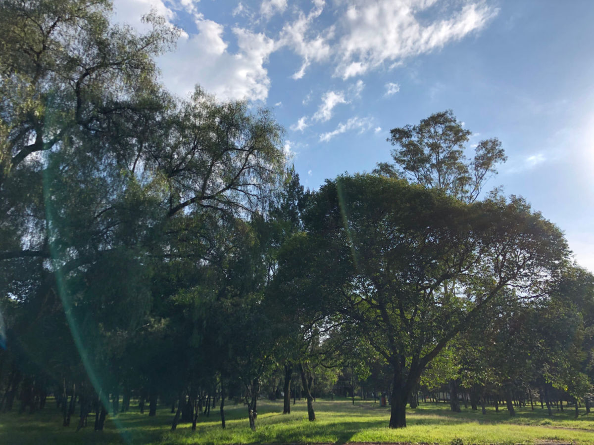 El Bosque de Chapultepec es el lugar perfecto para un picnic primaveral en la CDMX