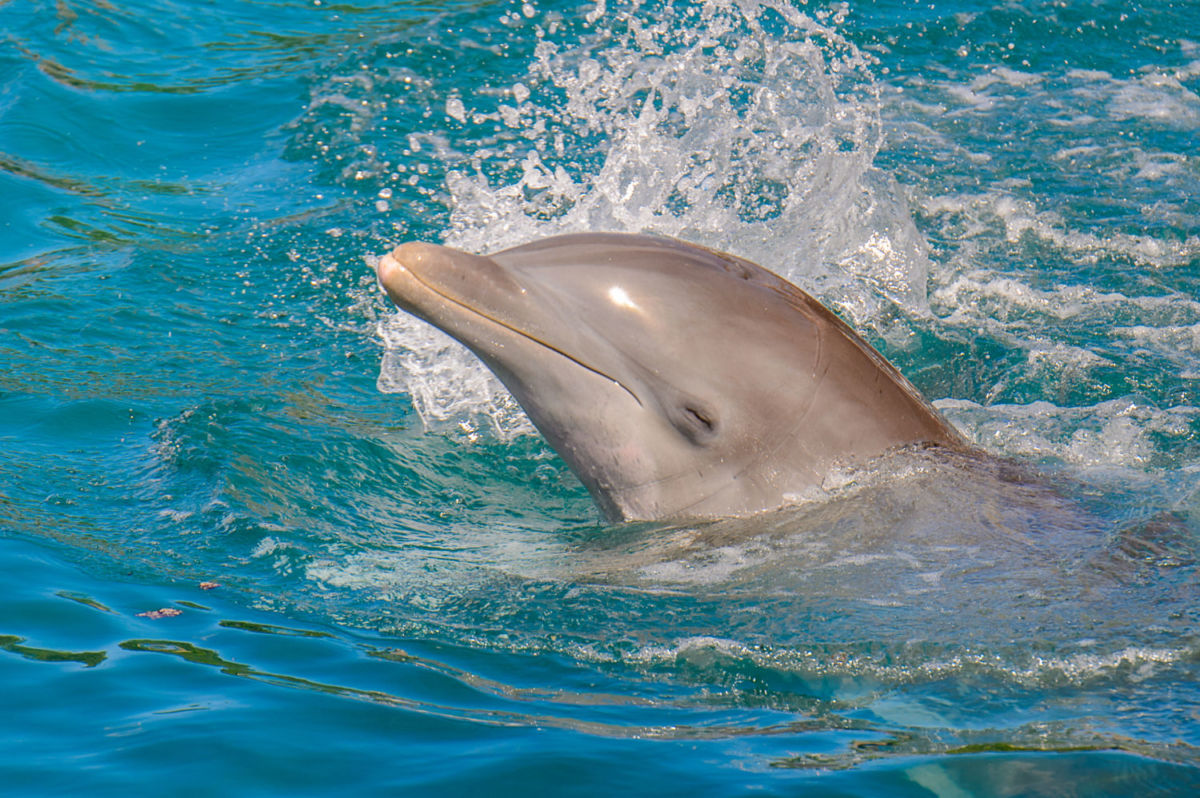 delfines en cancún