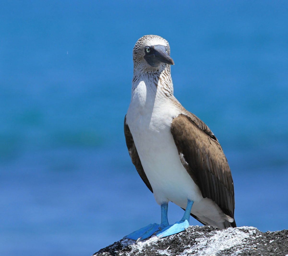 Pájaros Bobos en Islas Marietas