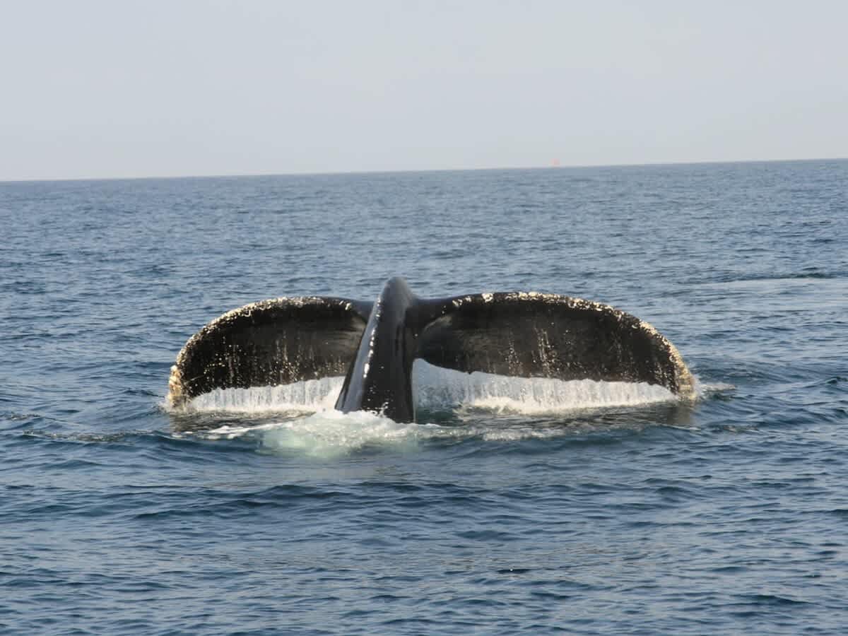 Oceano Pacífico y sus ballenas. 