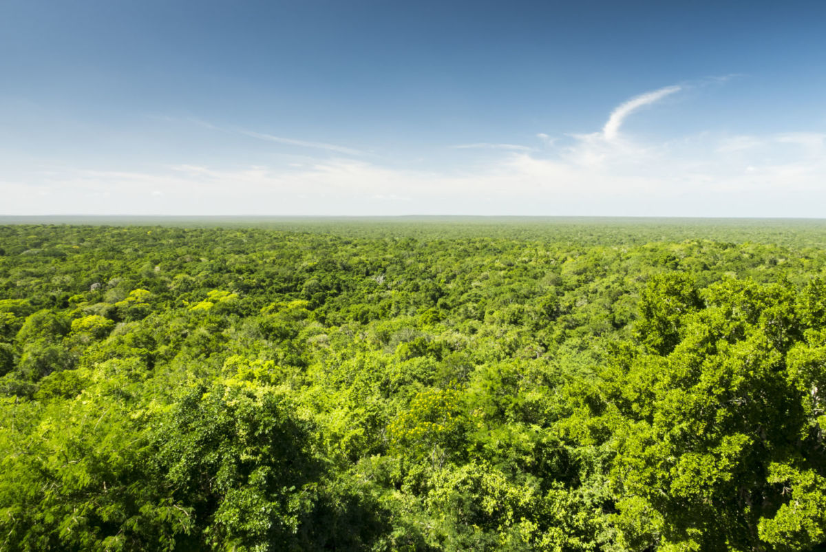 La Reserva de la Biosfera Calakmul es un Bien Mixto considerado Patrimonio de la Humanidad