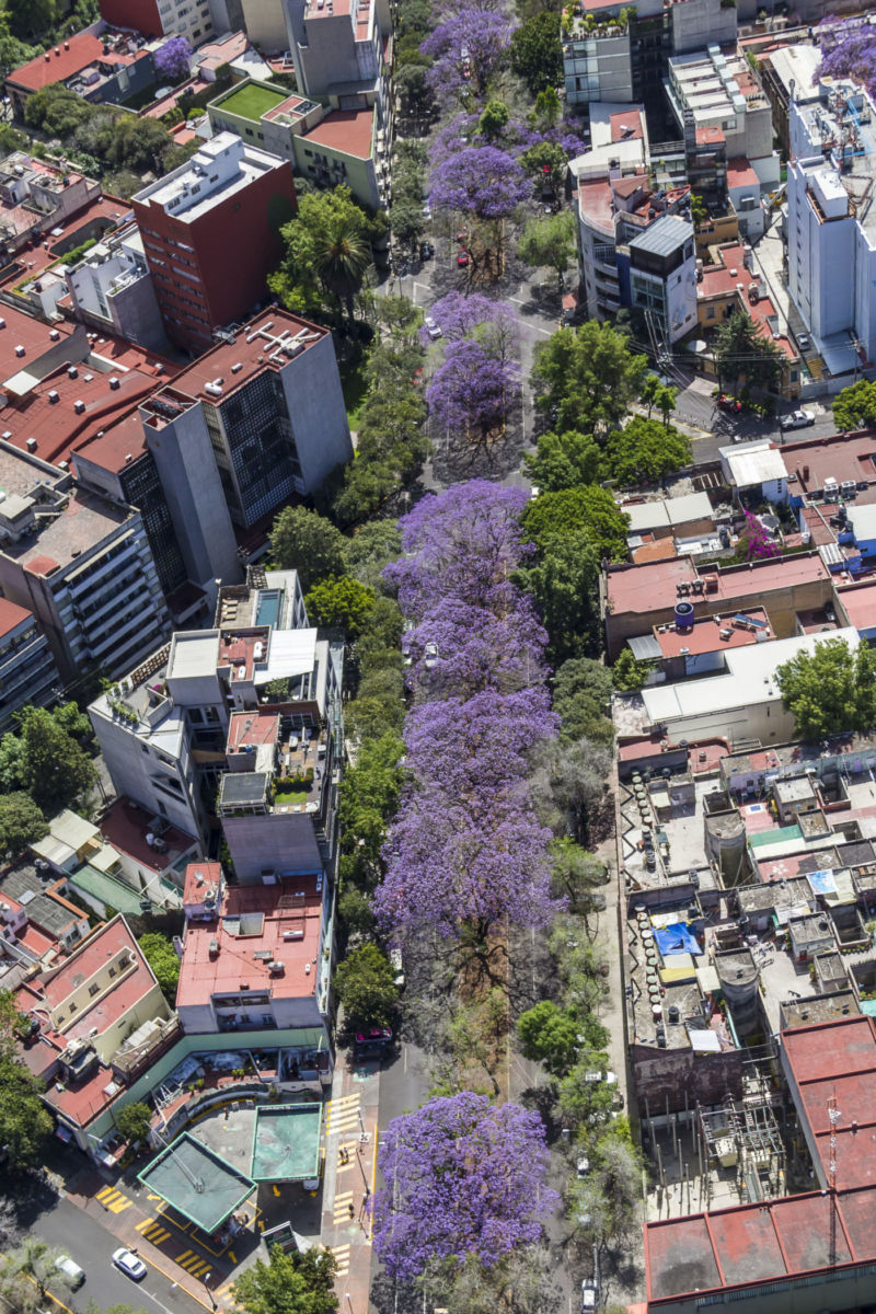 Jacarandas en la CDMX