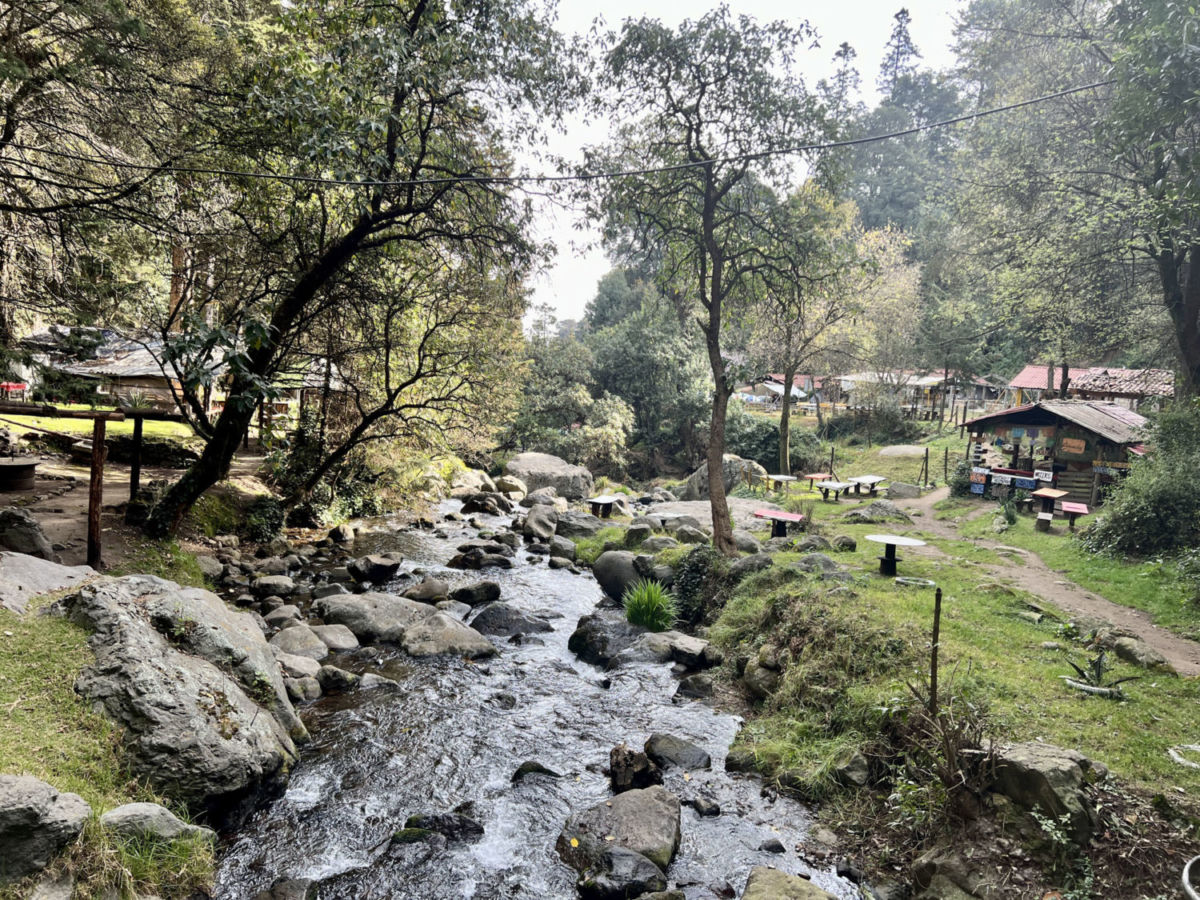 reforestación del Parque Nacional Los Dinamos 