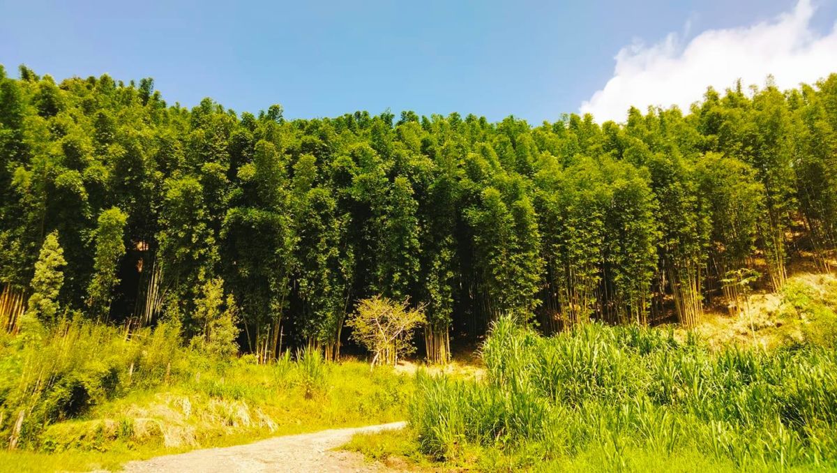 Bosque de bambú en Puebla