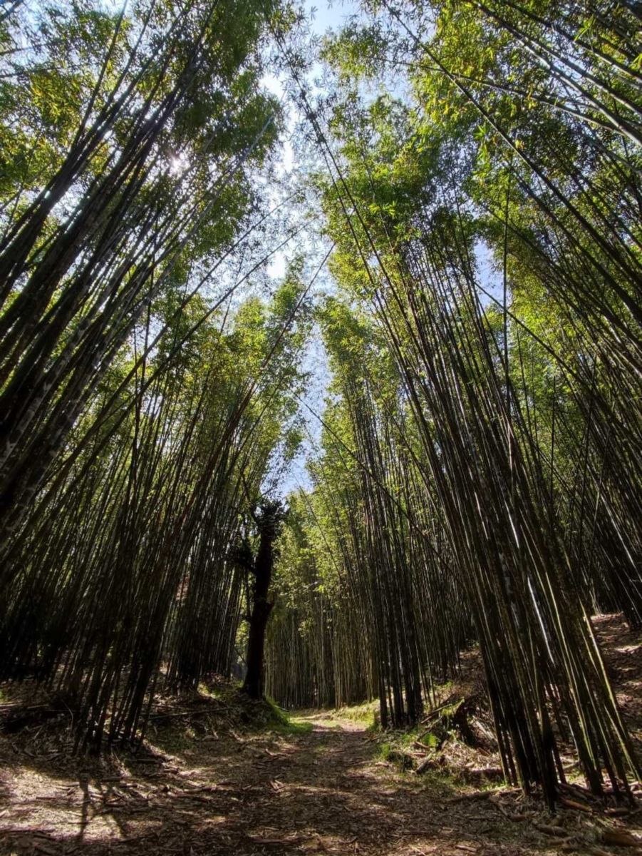 El Bambusal de Teziutlán