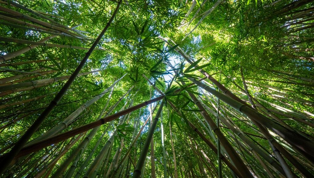 Bosque de bambú en Puebla