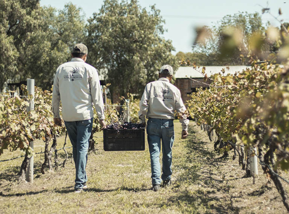 Viña Cordelia: una herencia vitivinícola de cuatro generaciones en San Luis Potosí (si eres entusiasta del vino, deberás visitarla)
