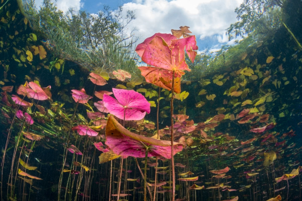Flora acuática del Cenote Carwash