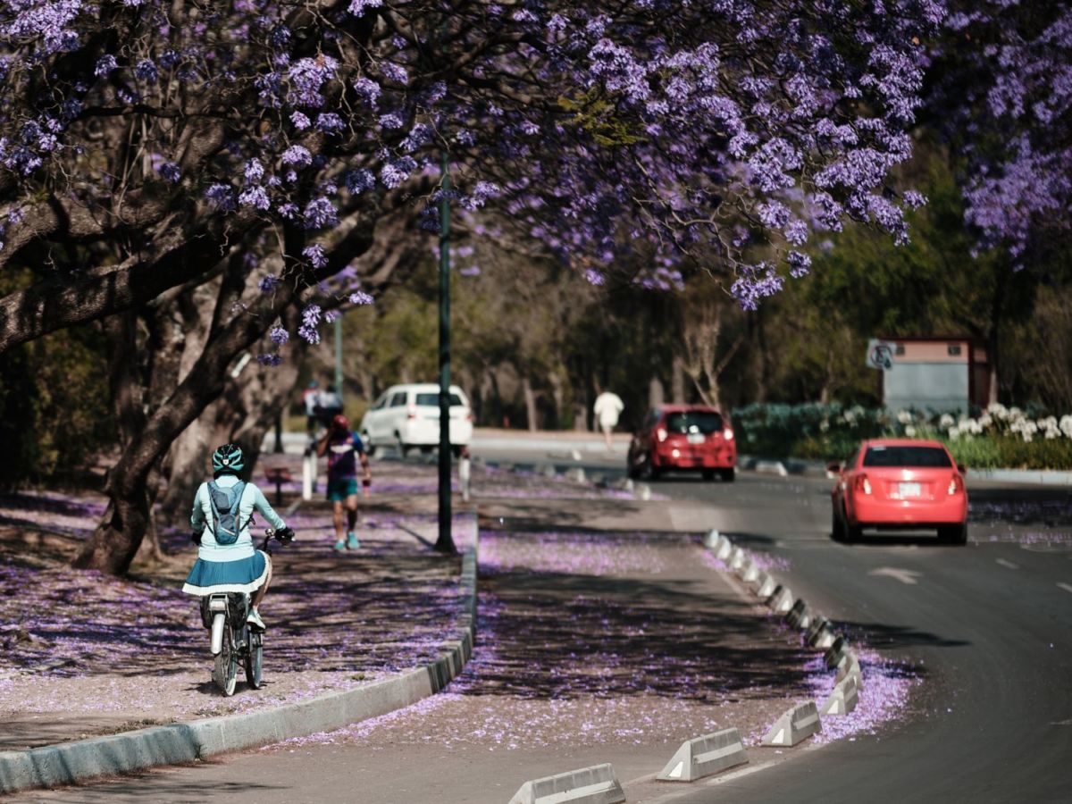 Colonias bonitas en CDMX para pasear en bicicleta