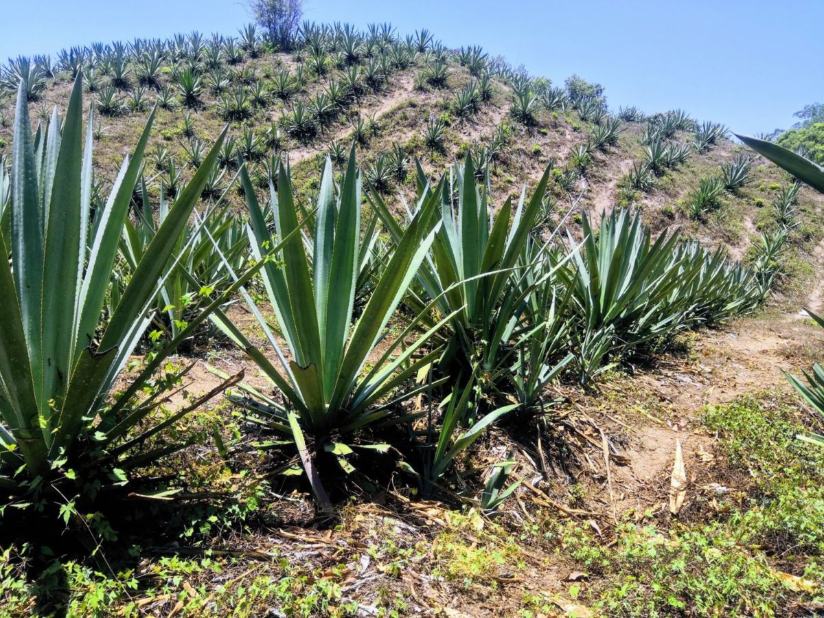 Paisaje agavero de la raicilla