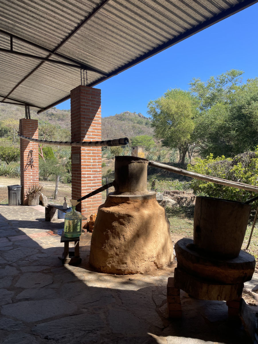 Proceso de la raicilla