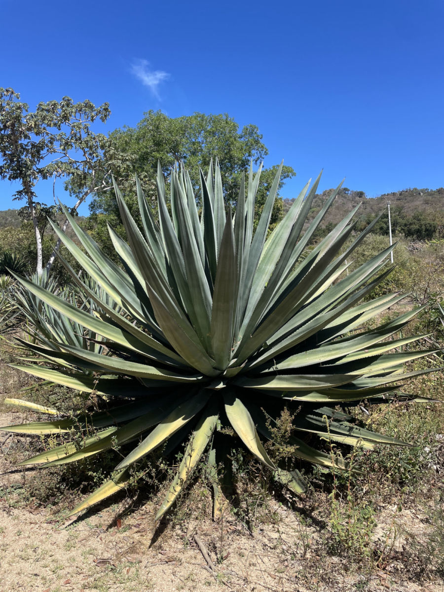 Agave cenizo 