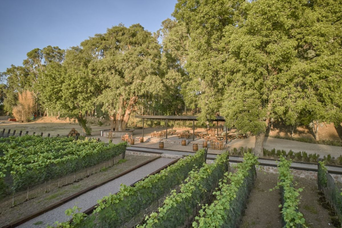 Viñedo en Querétaro 