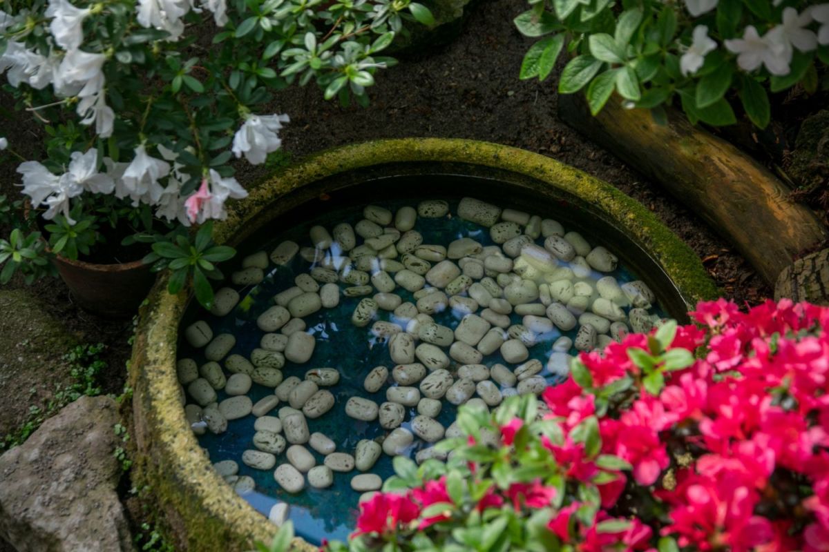 Espejos de agua en el Jardín Botánico de la UNAM