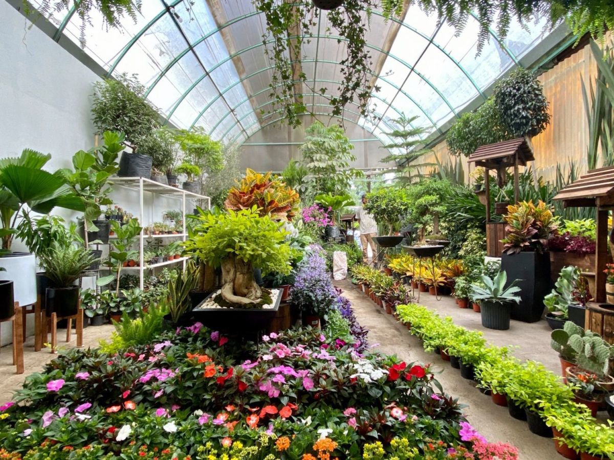 Flores en los Viveros de Coyoacán