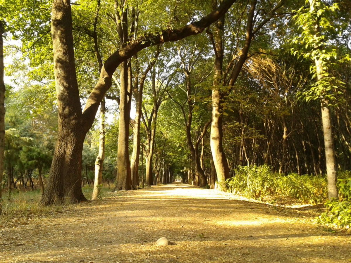 Senderos flanqueados oor árboles en los Viveros de Coyoacán