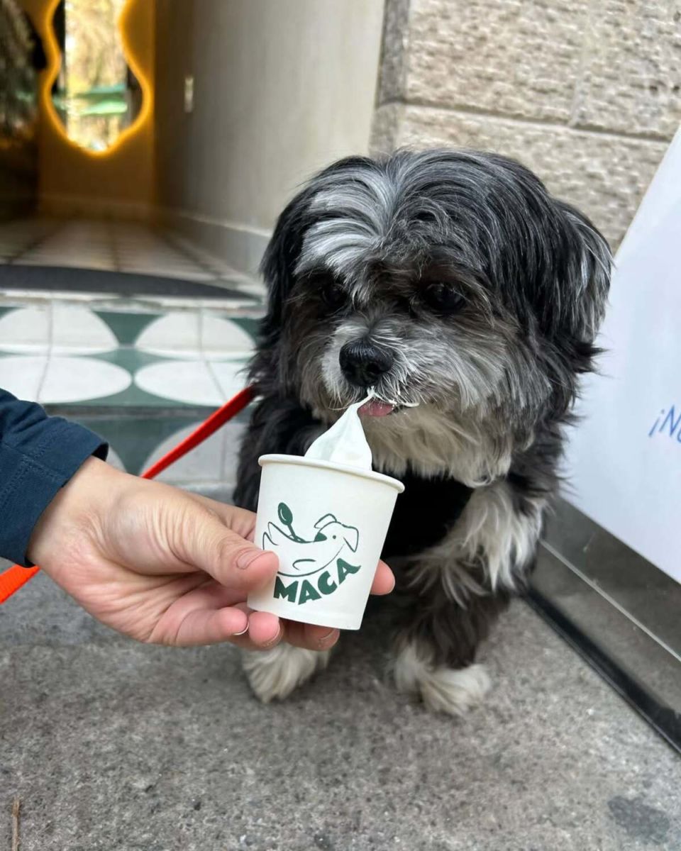 El rincón en la Escandon donde tu ‘lomito’ y tú pueden ir a comer helado juntos (y tienen el ‘machagato’ del que todo el mundo está hablando)