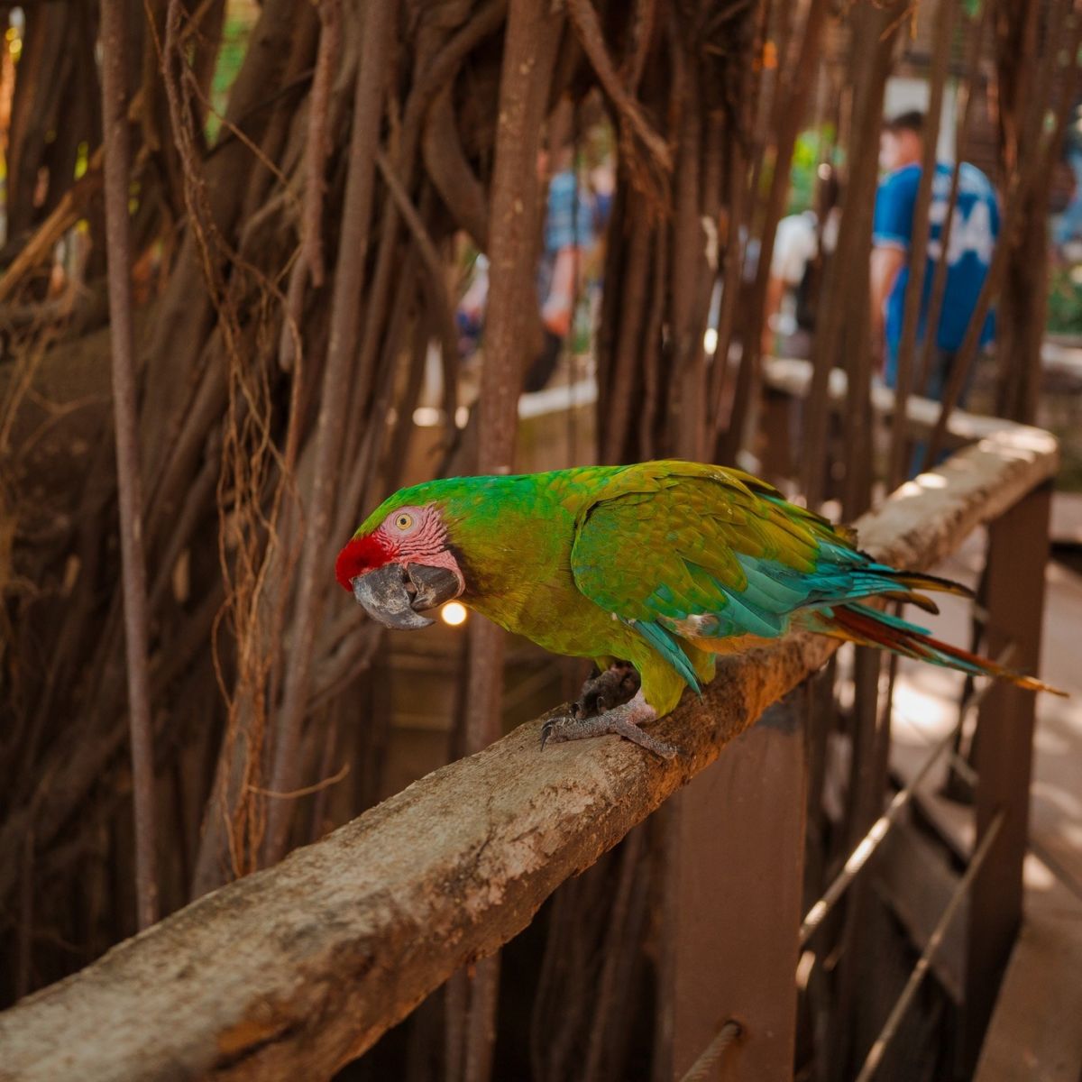 Santuario de aves El Nido en Mazatlán