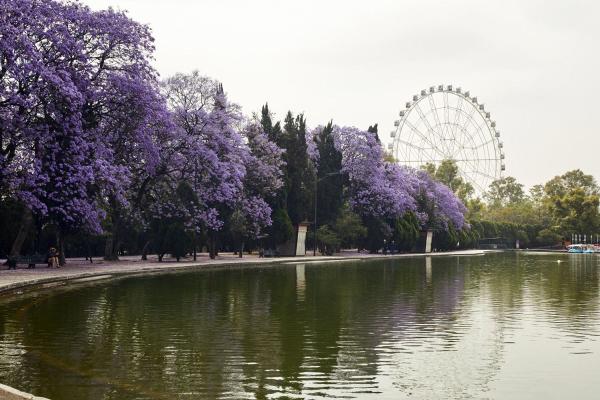 jacarandas junto al lago de chapultepec