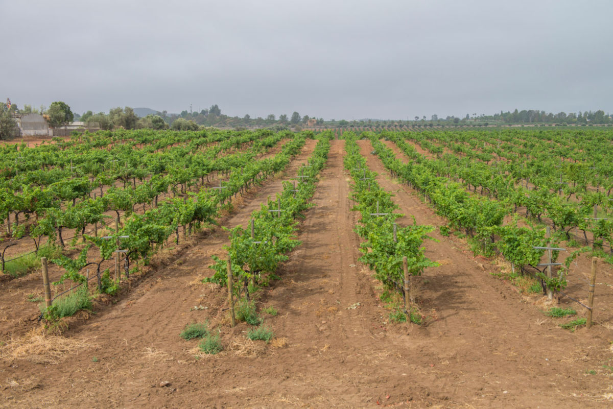 Viñedos en Valle de Guadalupe