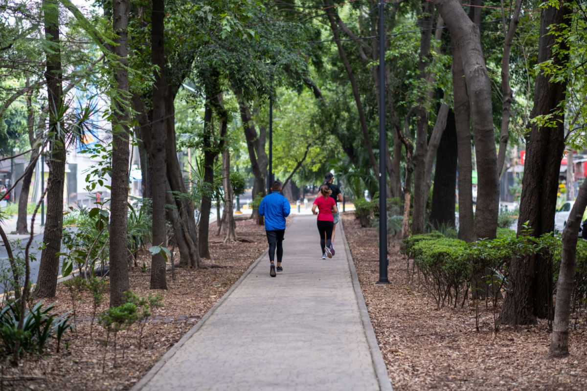 Camellón de la Av. Ámsterdam en la Condesa
