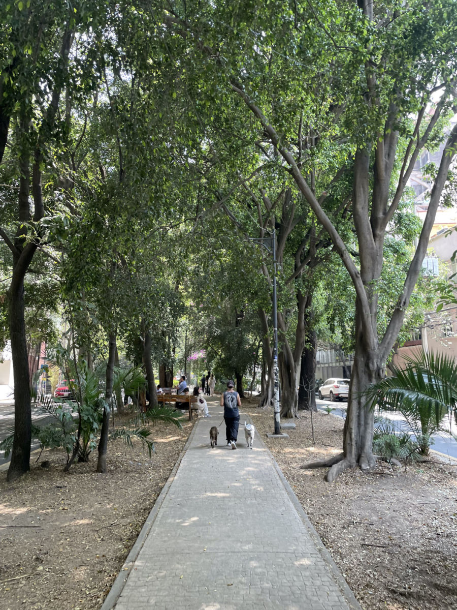 Qué hacer en la Condesa