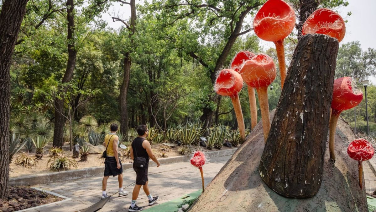 Macro hongos gigantes en el Bosque de Chapultepec
