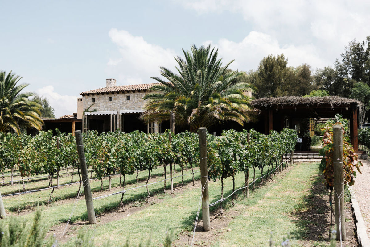 Viñedos San Lucas