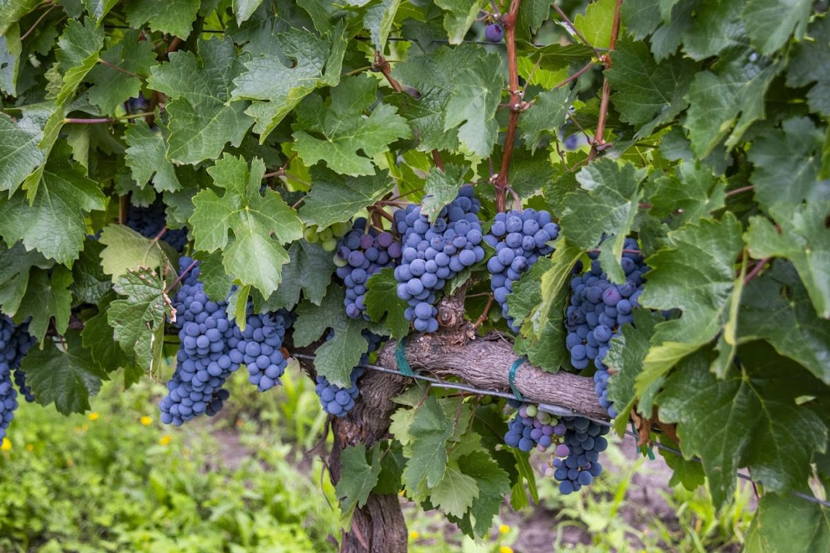 San Miguel de Allende ha crecido con la producción de vinos 