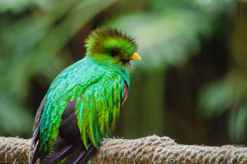 santuario de aves el nido