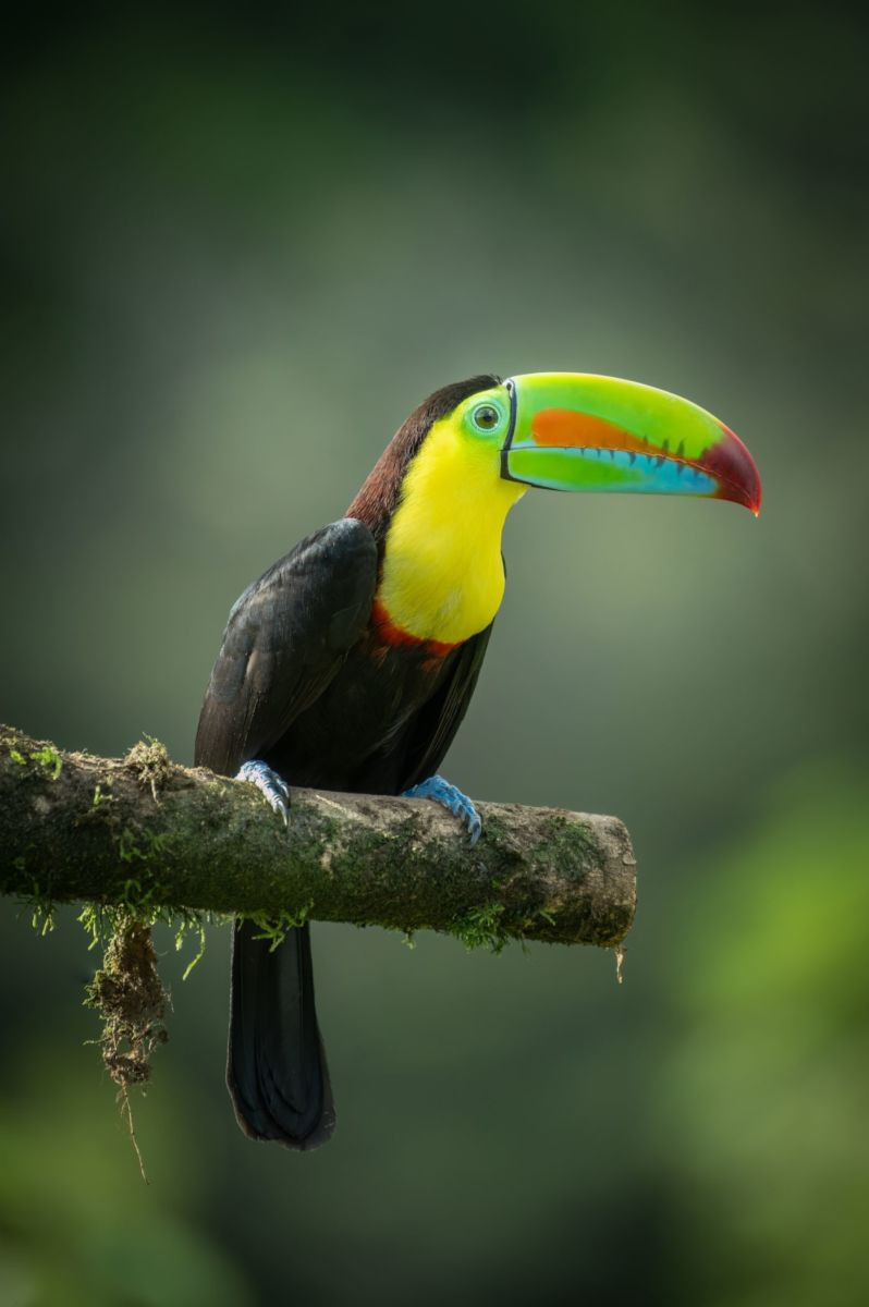 Plan si no saldrás este fin: Quetzales, águilas y jaguares en este santuario a las afueras de la CDMX