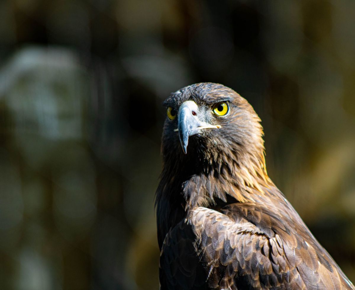 santuarios de aves en peligro de extinción