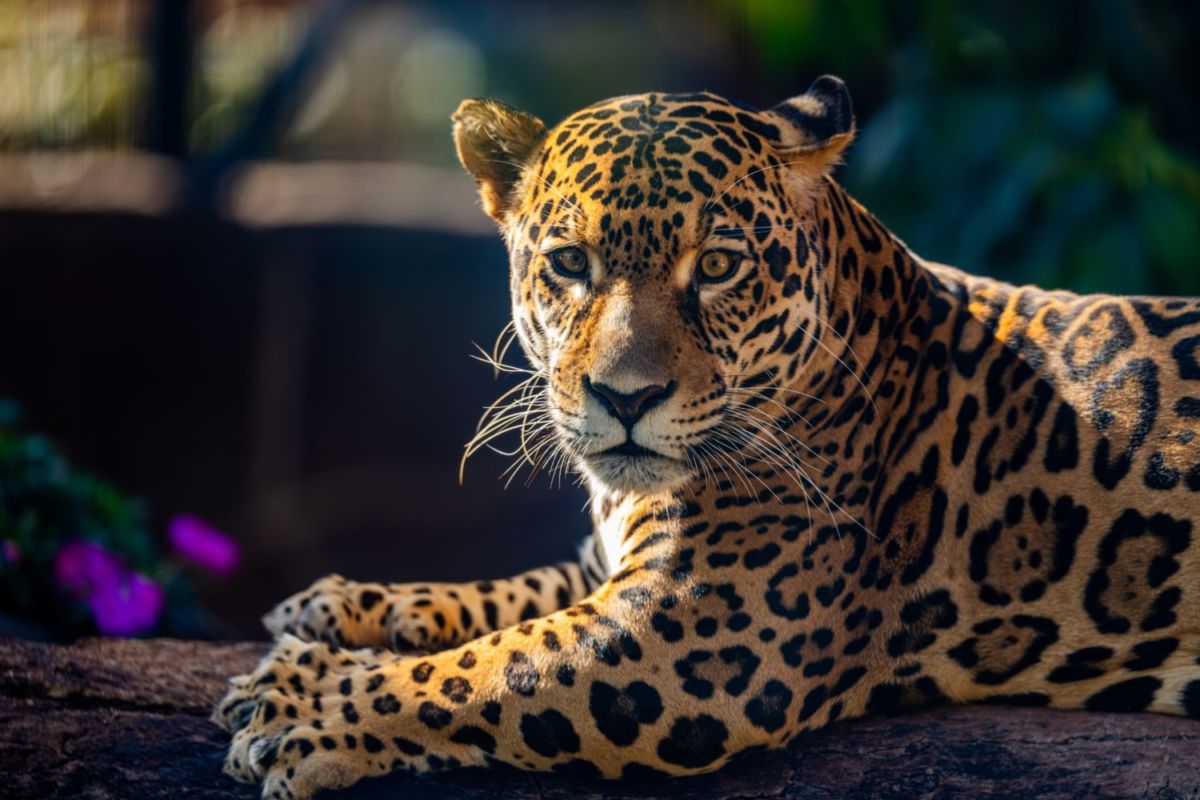 Además de aves, también hay otras especies en el santuario El Nido