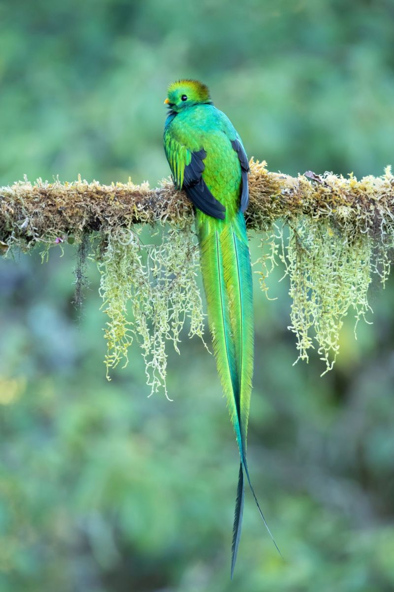 El Nido fue el primer lugar donde se logró reproducir quetzales en cautiverio