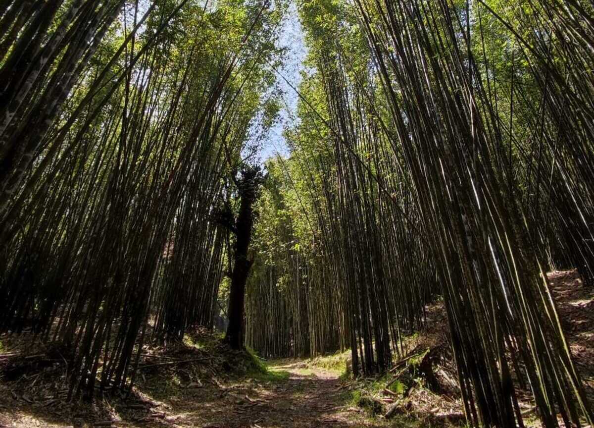 Este Pueblo Mágico tiene un bosque de bambú y está a solo tres horas de la CDMX