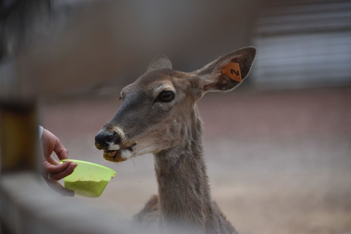 La Granja Feliz en Bosque de Tláhuac