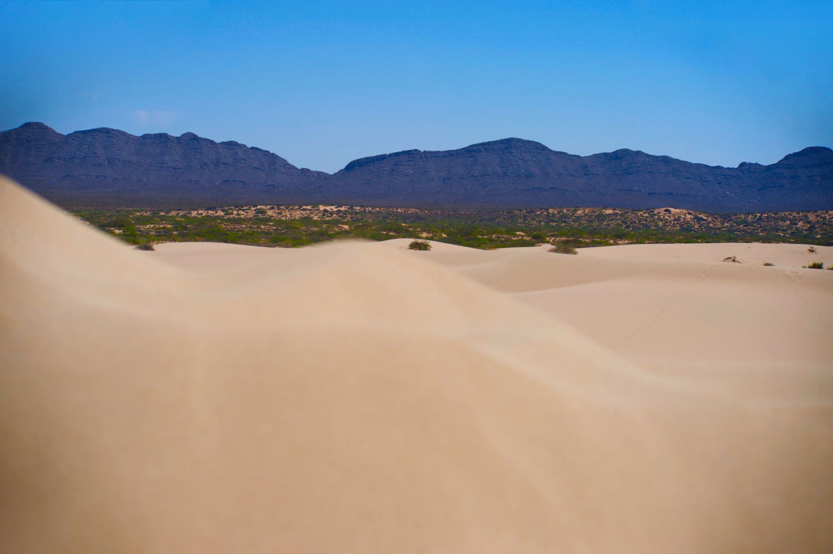Reserva de los Médanos de Samalayuca 