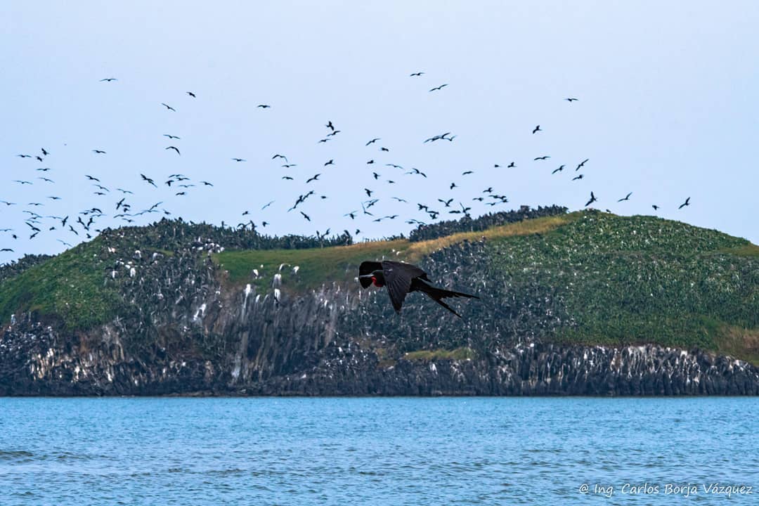 Isla de Terrón, Veracruz