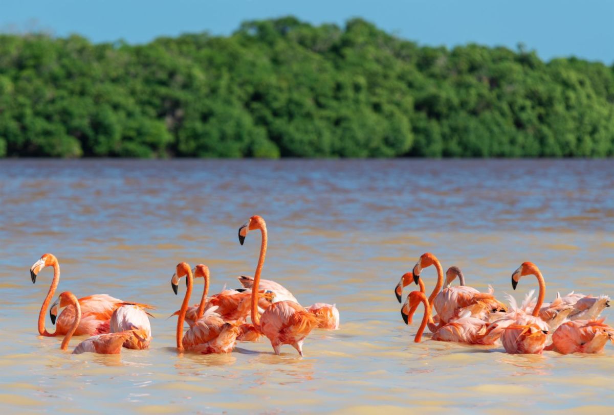 Las Coloradas, Yucatán