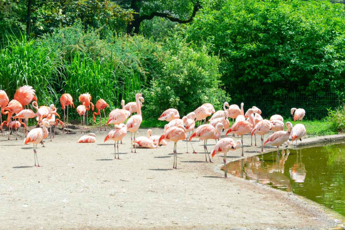 Salineras de Celestún, Yucatán