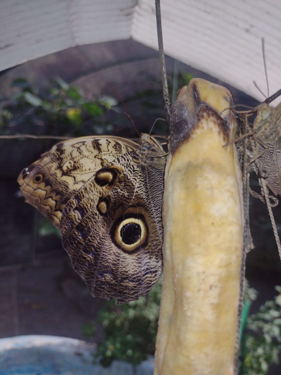 Mariposario en Donde Nace el Agua