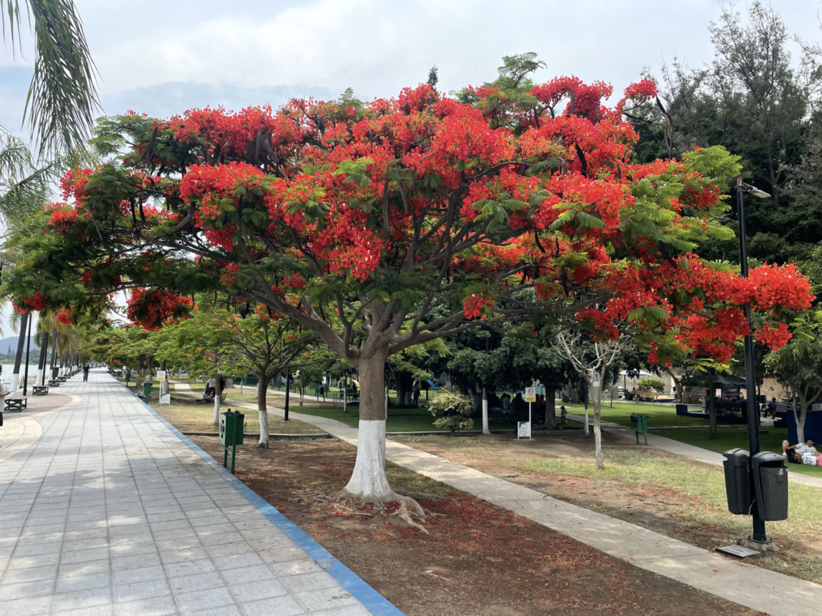 Árboles de tabachín en el Malecón de Ajijic