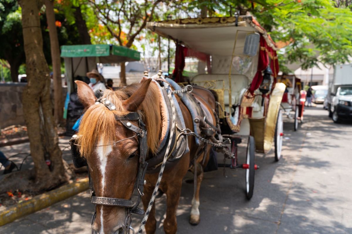 En Taxco hay paseos en calandria que duran de 30 minutos a una hora 