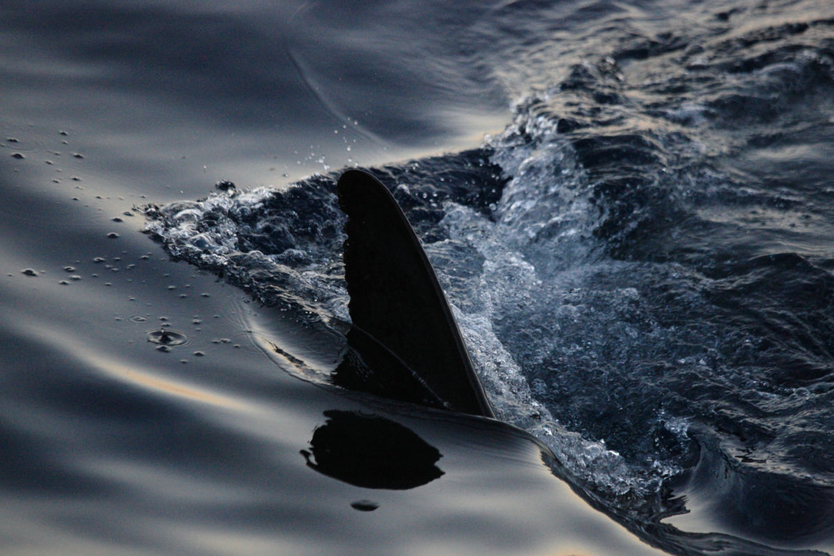 Esta es la playa en México donde es más probable que te encuentres tiburones blancos en el agua