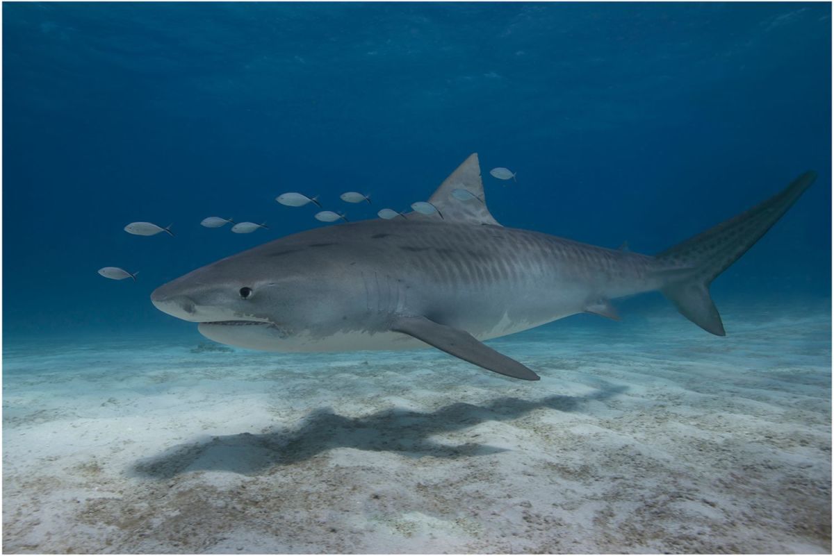 dónde ver tiburones en méxico