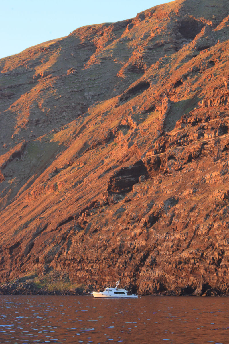 isla con tiburones blancos